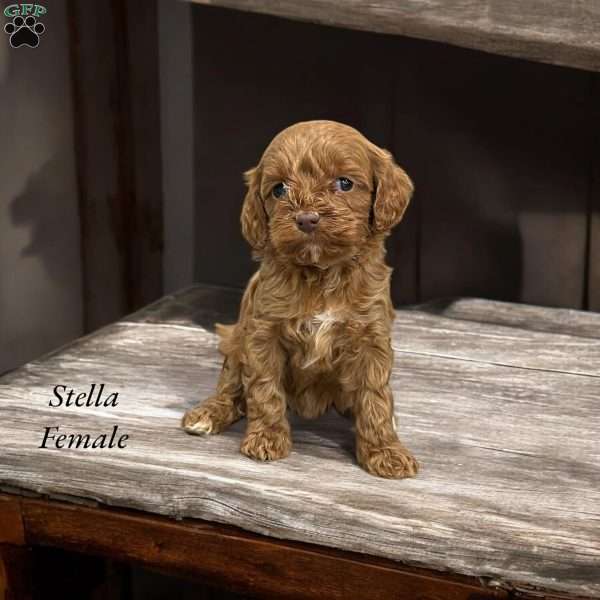 Stella, Cavapoo Puppy